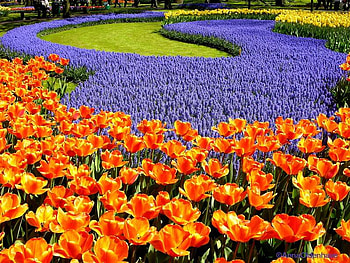 Life is Great When the Flowers are in Bloom, purple, flowers, orange, tulips HD wallpaper