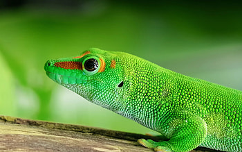 Green lizard popular backgrounds HD wallpaper