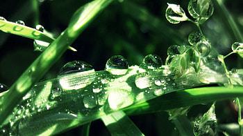 Grass, Drops, Macro, Moisture, Dew HD wallpaper