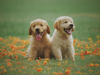 Adorable golden retriever puppies sitting in a field of flowers, enjoying a sunny day. HD wallpaper