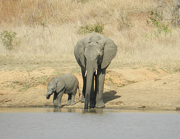 Elephant Mother and Baby, cute but deadly, this is how it is done, lots of dry vegetation, do not come between us HD wallpaper