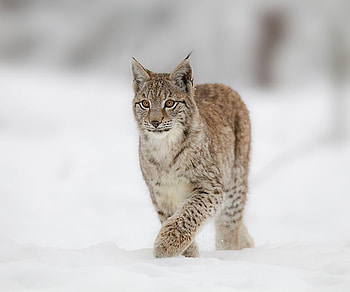 lynx, winter, cat, snow, linx HD wallpaper