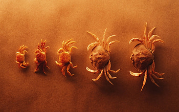 graphy, , abstract HD wallpaper