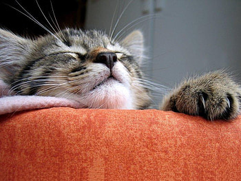 Had a Hard Day, gray, cat, white, resting HD wallpaper