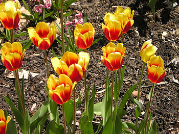 Spring Tulips, Brecksvillekc, Brecksville, flowers, tulips, Spring HD wallpaper