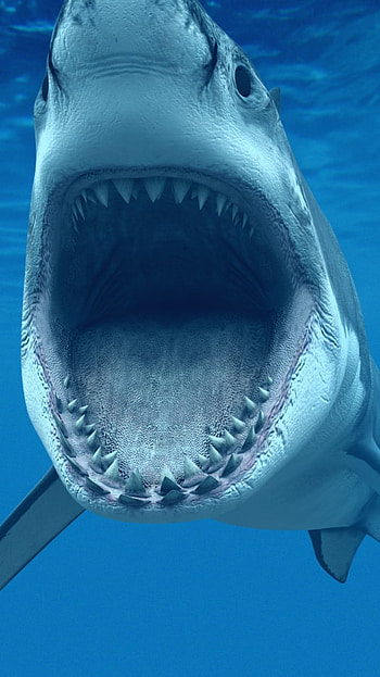 Apex Bite — Shark , Animal HD phone wallpaper
