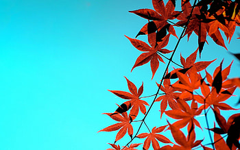 Maple tree, , Beautiful backdrop, Nature's charm HD wallpaper