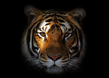 Animals, Muzzle, Shadow, Predator, Tiger HD wallpaper