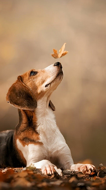 Beagle, Beagle , backgrounds, Beagle HD phone wallpaper