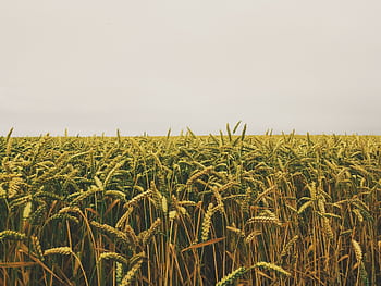 Expansive wheat field in Étretat, Normandie, France under an overcast sky, perfect for agricultural themes. HD wallpaper