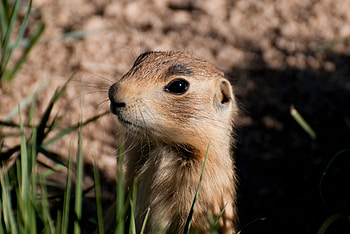 Utah Prairie Dog, Conservation efforts, Protecting species, Wildlife conservation HD wallpaper