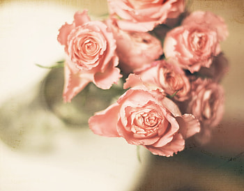 Vintage, still life, roses, pitcher, texture HD wallpaper
