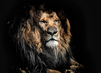 Aged lion, beast. predator, wild cat muzzle HD wallpaper