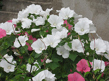 Flowers, Greens, Flower Bed, Flowerbed, Handsomely, It's Beautiful, Lavatera HD wallpaper