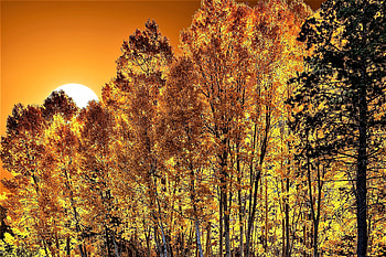 Fall in California, autumn, trees, california, sun HD wallpaper