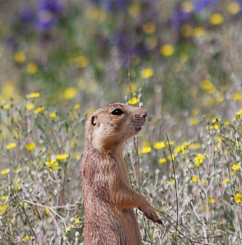 Happy Spring, Prairie Dog Pals HD phone wallpaper