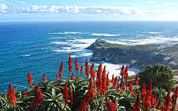 Coast of South Africa, flowers, South Africa, ocean, coast HD wallpaper