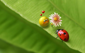 Funny HD wallpaper