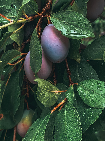 Nature, Leaves, Drops, Plum, Wet, Fruit HD phone wallpaper