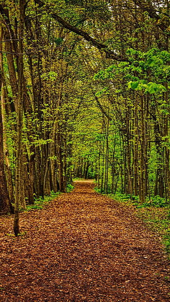 Forest, Natural Forest, Trees HD phone wallpaper