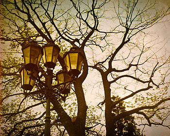 evening lights, lamps, light, evening, tree HD wallpaper