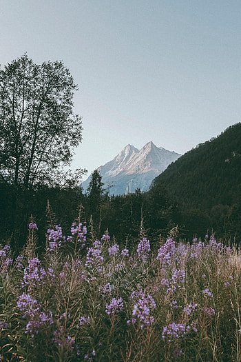 Nature, Flowers, Mountains, Vertex, Branches, Tops HD phone wallpaper