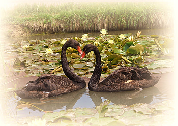 Animals, Birds, Swans, Water Lilies, Lake, Couple, Pair, Fidelity HD wallpaper