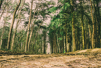 Nature, Trees, Forest, Path, Trail HD wallpaper