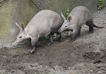 Aardvark, Animal welfare, Detroit zoological society, Well-being HD wallpaper