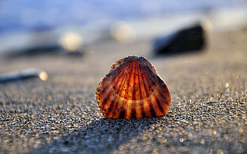 Sand, Macro, Shine, Light, Shell HD wallpaper