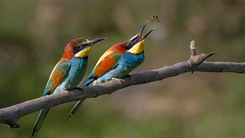 colorful bee catcher birds, branch, colors, birds, bee HD wallpaper