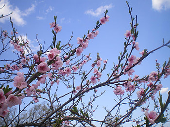 Sping in Bulgaria, day, sping, bulgaria, nature, nice HD wallpaper