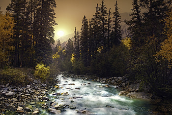 Stream, river, nature, tree HD wallpaper