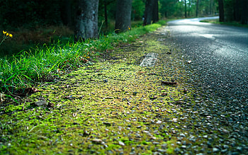 Overgrown with moss, green, landscape, road, beautiful, nature, grass, amazing, forest HD wallpaper