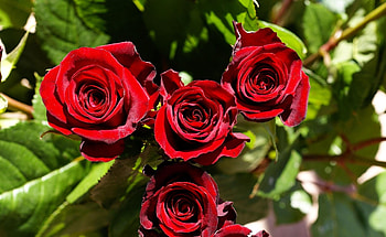 Flowers, Roses, Buds, Sunny, Sharpness HD wallpaper