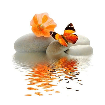 Butterfly and pebbles, Reflection, Spa, Dew, Butterfly, Stones, Zen HD wallpaper