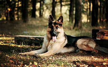 Animals, Leaves, To Lie Down, Lie, Dog, Sheepdog, Sheep Dog HD wallpaper