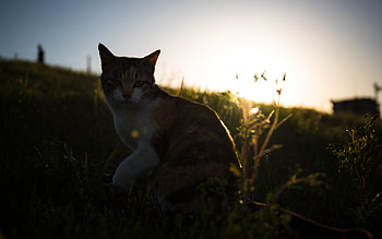 Animals, Grass, Cat, Spotted, Spotty, Pet HD wallpaper