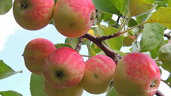 Apple Tree, 72 apple tree , Nature, Fruits HD wallpaper
