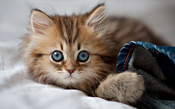 Animals, Fluffy, Kitty, Kitten, Sight, Opinion, Surprise, Astonishment HD wallpaper