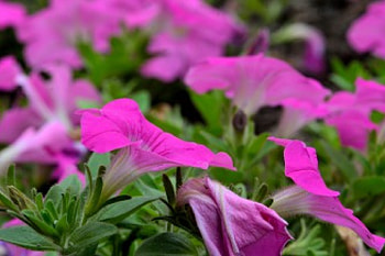 Purple Petunias, purple, petunias, purple flowers HD wallpaper