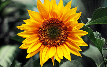 Plants, Flowers, Sunflowers HD wallpaper