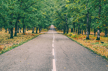 Nature, Trees, Autumn, Road, Markup HD wallpaper
