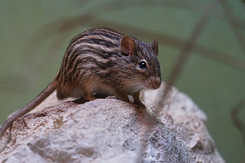 Animals, Striped, Mouse, Rodent HD wallpaper