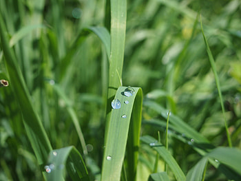 Grass, Macro, Dew HD wallpaper