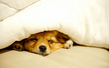 Animals, To Lie Down, Lie, Dog, Puppy, Blanket, Peek Out, Look Out HD wallpaper