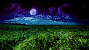 hop grass field, Moonlight resolution HD wallpaper