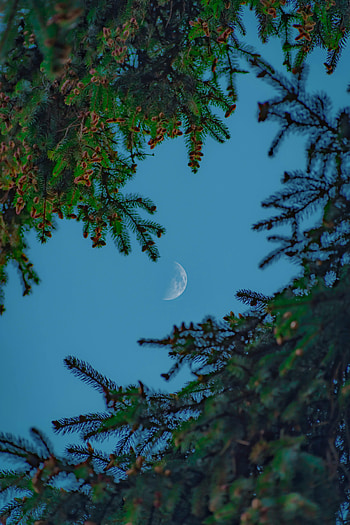 Nature, Sky, Needle, Moon, Branches HD phone wallpaper
