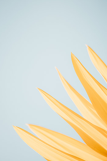 Flower, Macro, Petals, Minimalism HD phone wallpaper
