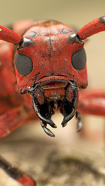 Macro ant , Intricate details, Close-up beauty, Awesome animal graphy HD phone wallpaper